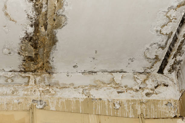 Best Industrial Mold Remediation  in French Valley, CA