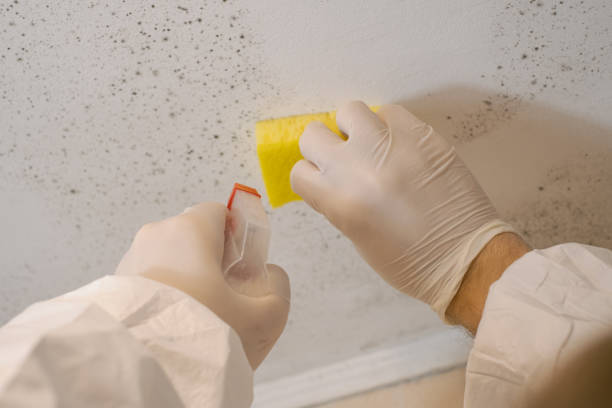 Best Black Mold Removal  in French Valley, CA