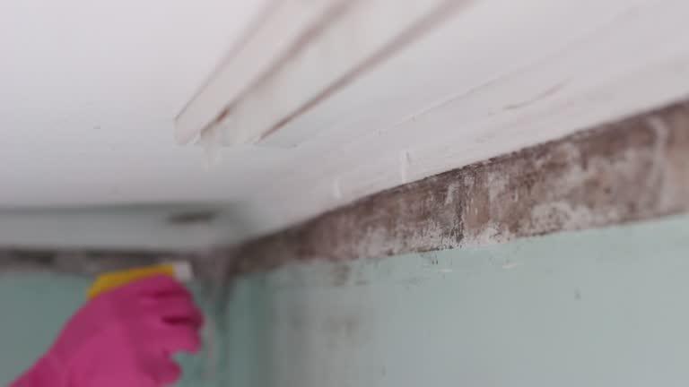 Best Mold-Related Health Consultation  in French Valley, CA